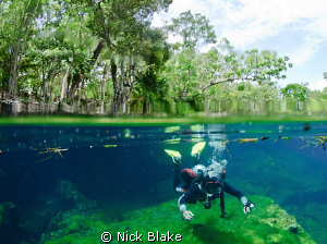 The start of a dive in Ponderosa Cenote, Mexico. by Nick Blake 